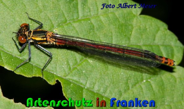 Bild zum Eintrag (1147953-160)