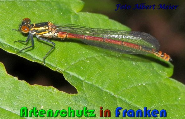 Bild zum Eintrag (1147954-160)