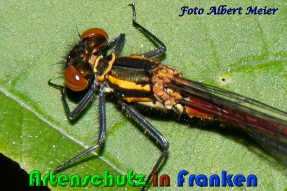 Bild zum Eintrag (1147957-160)