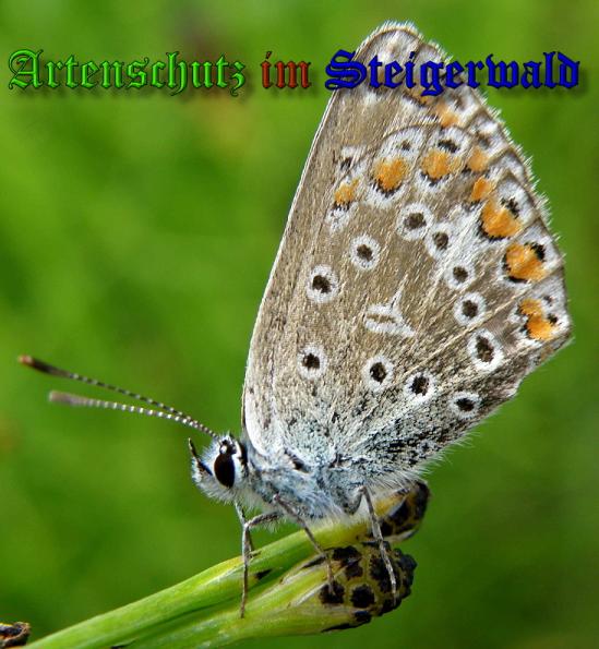 Bild zum Eintrag (1148055-160)