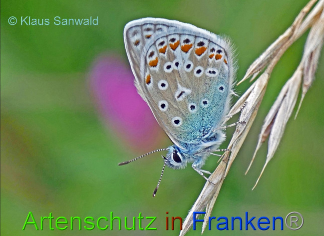 Bild zum Eintrag (1148057-160)