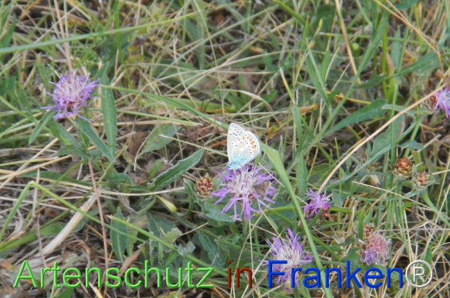 Bild zum Eintrag (1148060-160)