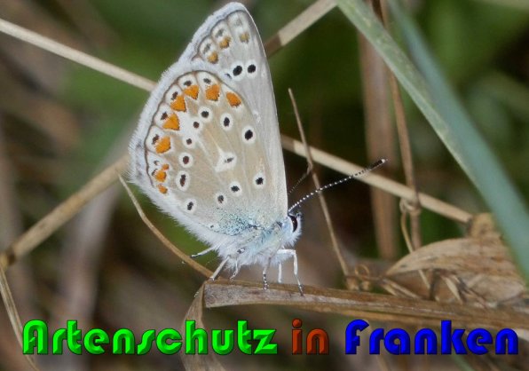 Bild zum Eintrag (1148063-160)