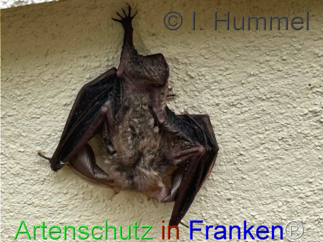 Bild zum Eintrag (1148264-160)
