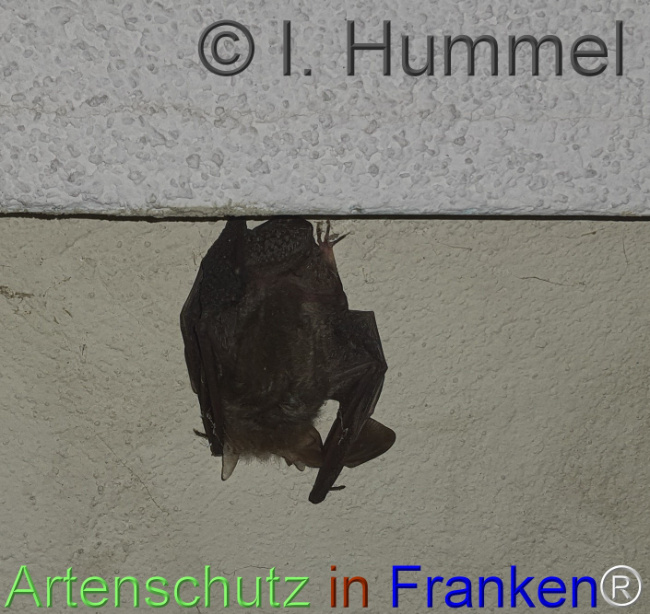 Bild zum Eintrag (1148265-160)