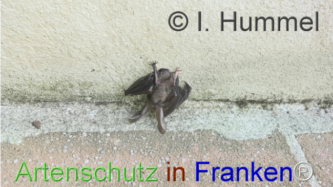 Bild zum Eintrag (1148266-160)