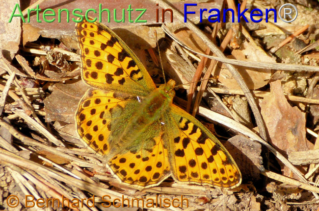 Bild zum Eintrag (1148274-160)