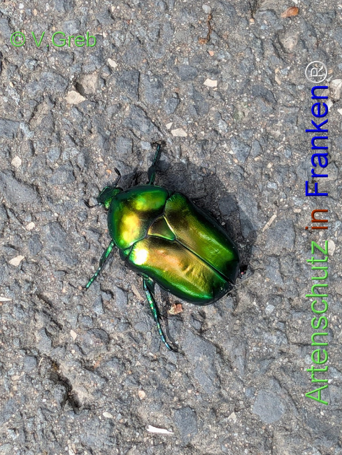 Bild zum Eintrag (1148323-160)