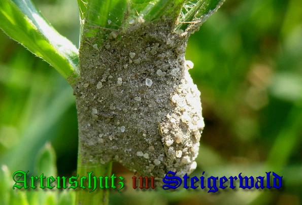 Bild zum Eintrag (1148331-160)