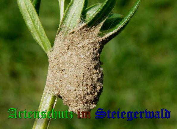 Bild zum Eintrag (1148332-160)