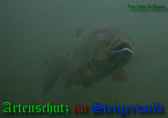 Bild zum Eintrag (1148337-160)