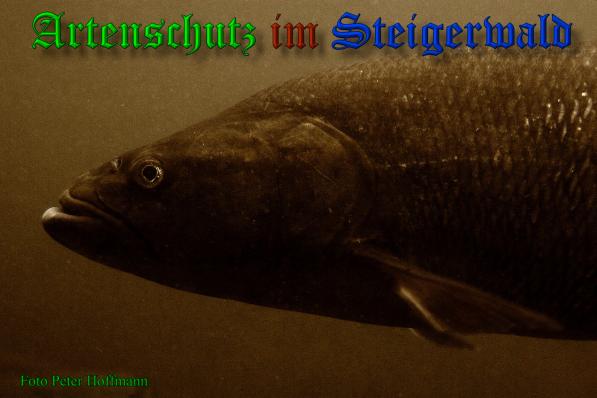 Bild zum Eintrag (1148338-160)