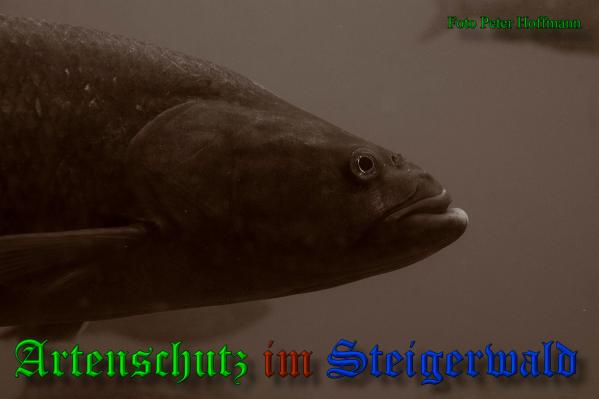 Bild zum Eintrag (1148339-160)