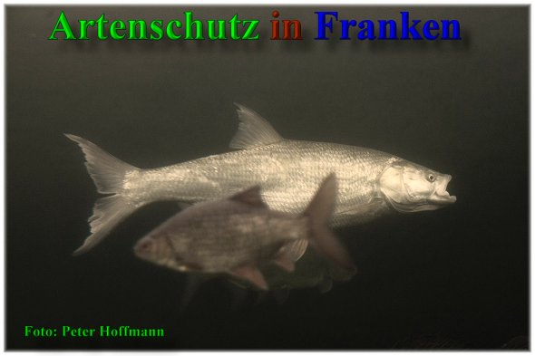 Bild zum Eintrag (1148340-160)