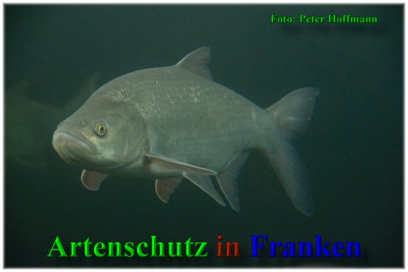 Bild zum Eintrag (1148342-160)