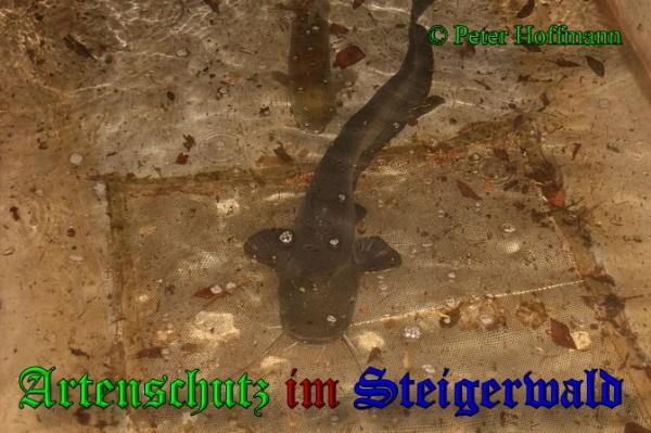 Bild zum Eintrag (1148362-160)