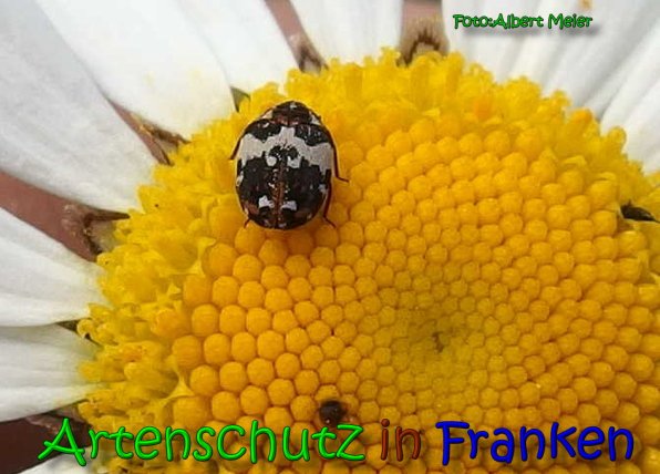 Bild zum Eintrag (1148398-160)