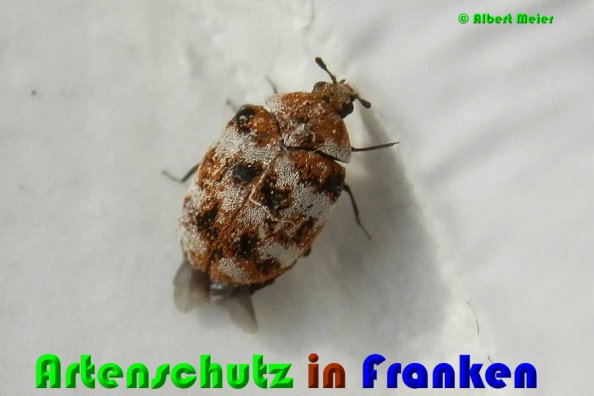 Bild zum Eintrag (1148405-160)