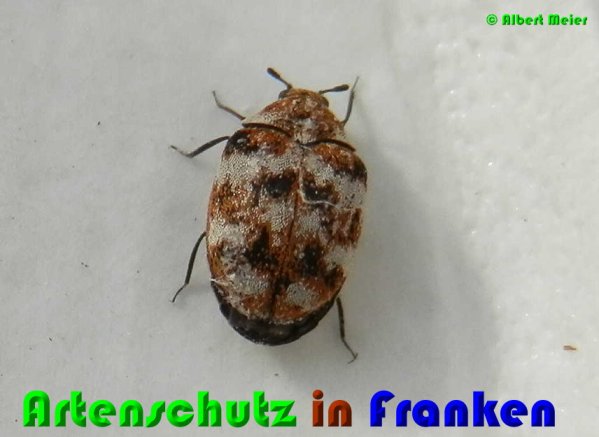Bild zum Eintrag (1148406-160)
