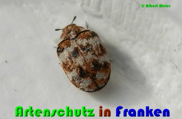 Bild zum Eintrag (1148408-160)