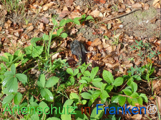 Bild zum Eintrag (1148914-160)