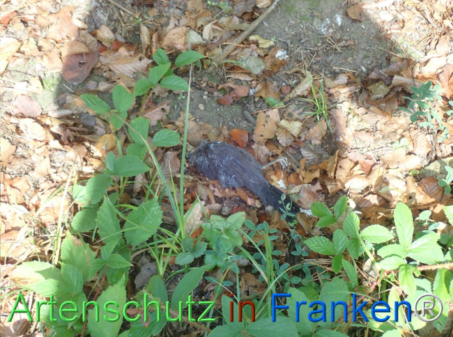 Bild zum Eintrag (1148917-160)