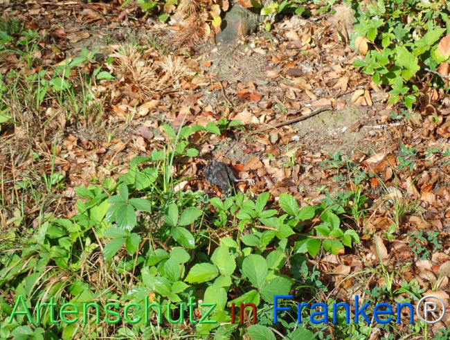 Bild zum Eintrag (1148918-160)