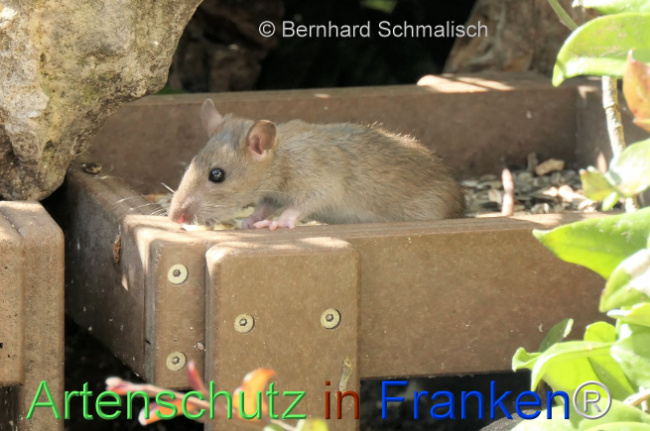 Bild zum Eintrag (1148972-160)