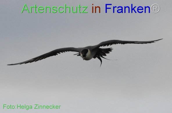 Bild zum Eintrag (1148995-160)