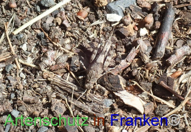 Bild zum Eintrag (1149229-160)