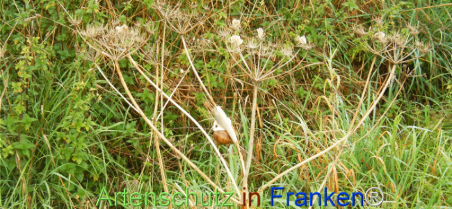 Bild zum Eintrag (1149468-160)
