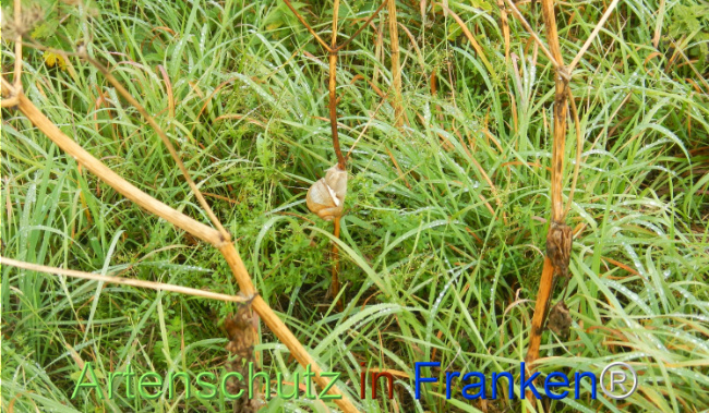 Bild zum Eintrag (1149477-160)
