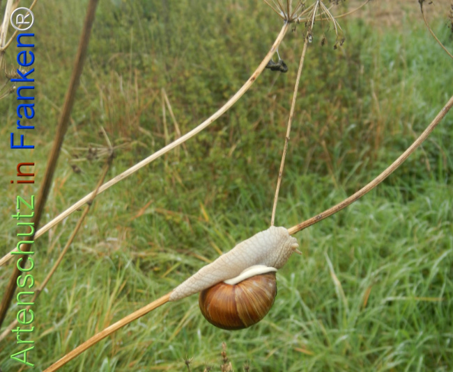 Bild zum Eintrag (1149480-160)