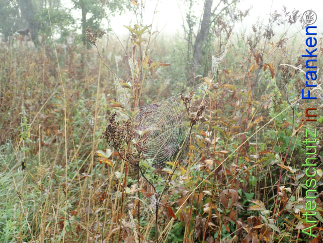 Bild zum Eintrag (1149528-160)