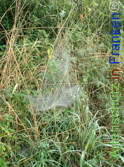 Bild zum Eintrag (1149535-160)