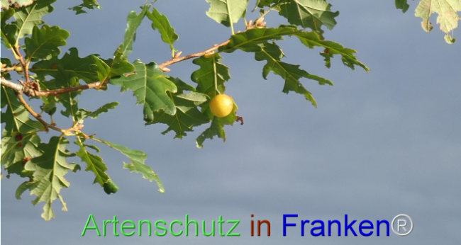 Bild zum Eintrag (1149700-160)