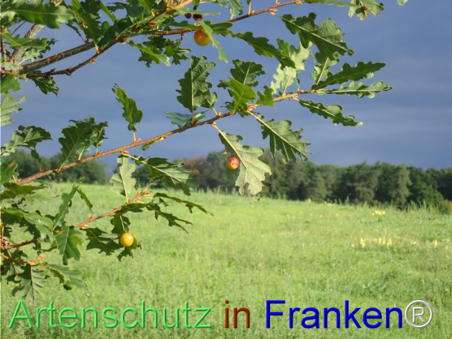 Bild zum Eintrag (1149703-160)