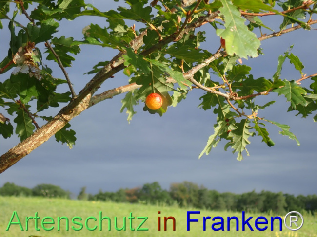 Bild zum Eintrag (1149704-160)
