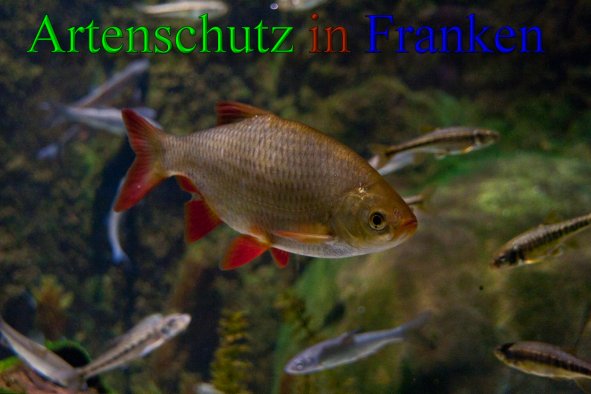 Bild zum Eintrag (1149787-160)