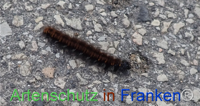 Bild zum Eintrag (1150331-160)