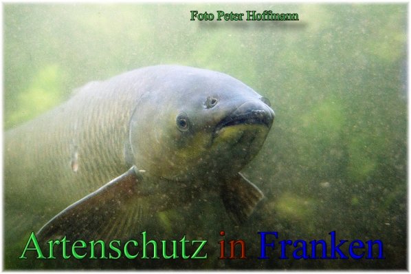 Bild zum Eintrag (1150596-160)