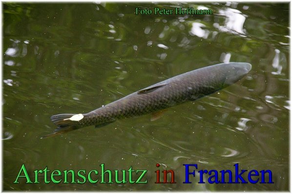 Bild zum Eintrag (1150597-160)