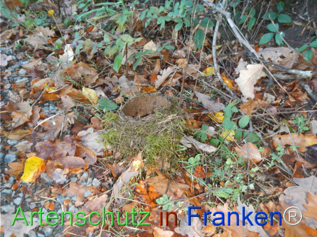 Bild zum Eintrag (1150767-160)