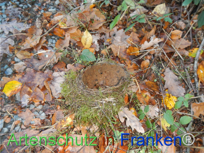 Bild zum Eintrag (1150768-160)