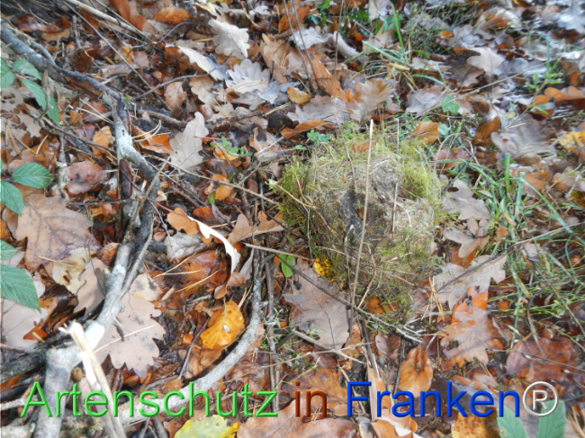Bild zum Eintrag (1150769-160)