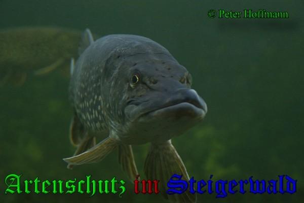 Bild zum Eintrag (1150807-160)