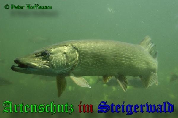 Bild zum Eintrag (1150808-160)