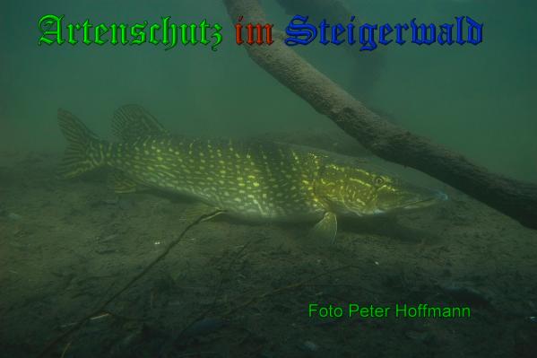 Bild zum Eintrag (1150809-160)