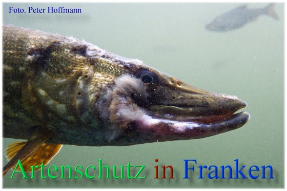 Bild zum Eintrag (1150814-160)