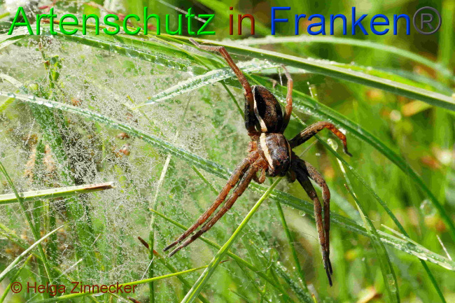 Bild zum Eintrag (1150888-160)